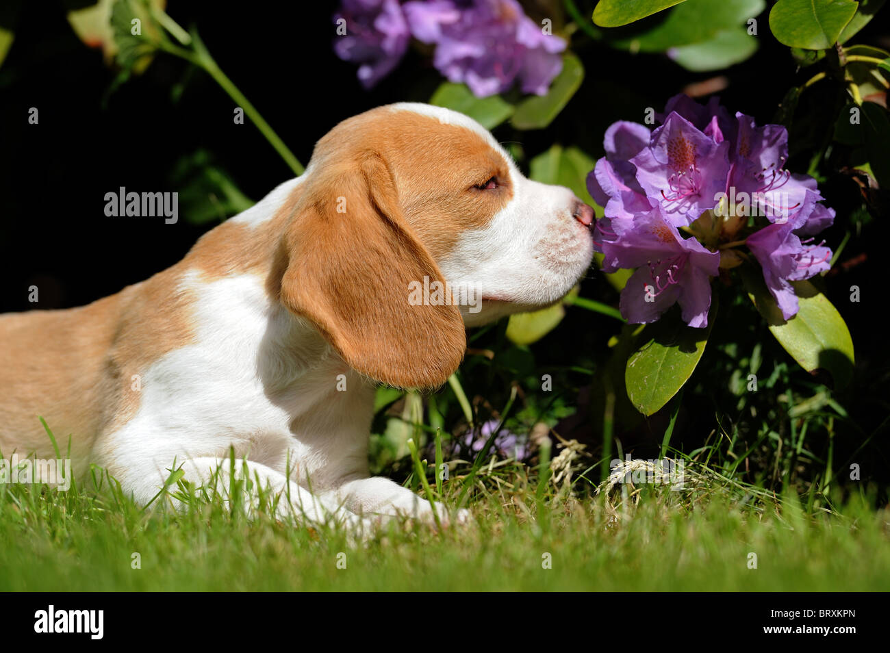 Beagle (Canis Lupus Familiaris). Welpen schnüffeln an einem Rhododendron-Blüte. Stockfoto