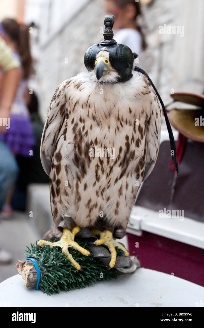 Peregrine Hawk räuberischen Vogels Tierwelt Raptor jagen Falken Vögel Buteo reißenden Flug räuberische Predator falconer Stockfoto