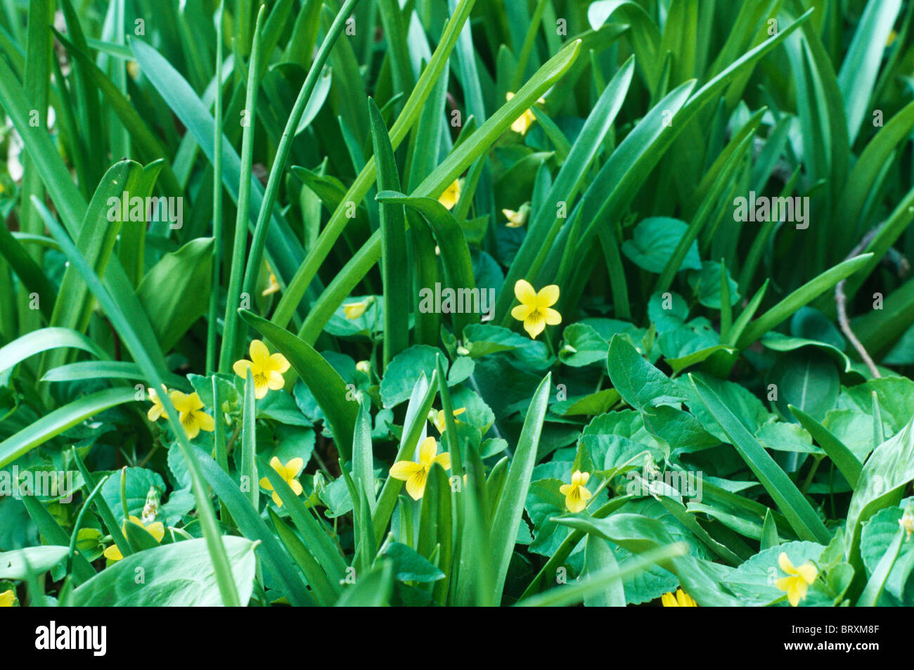 Nahaufnahme der gelbe Berg Stiefmütterchen wächst auf einer Wiese. Stockfoto