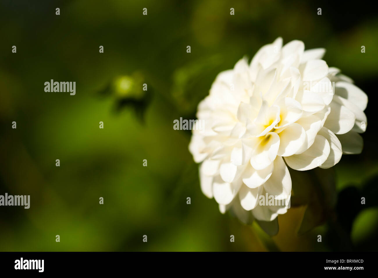 Dahlie "White Aster" in voller Blüte Stockfoto