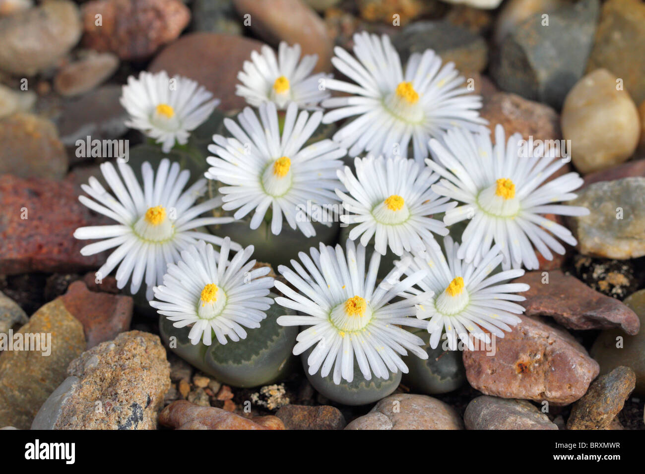 Stein zu lebendigen Steinen Pflanzen Lithops Helmutii weiße Blüte Stockfoto