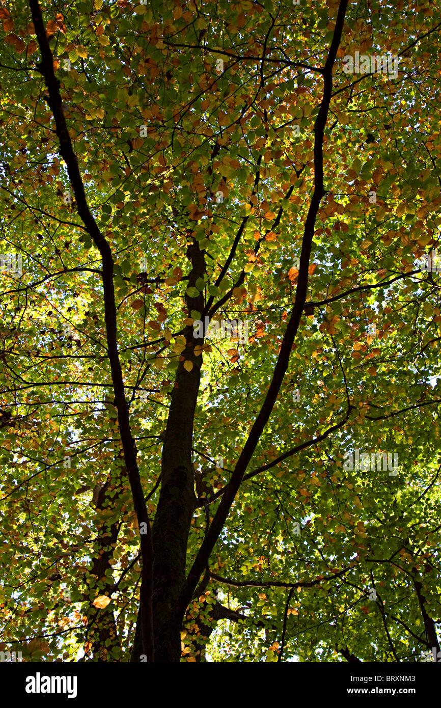 Buche Herbstlaub ändern Farbe Forest of Dean England UK Stockfoto
