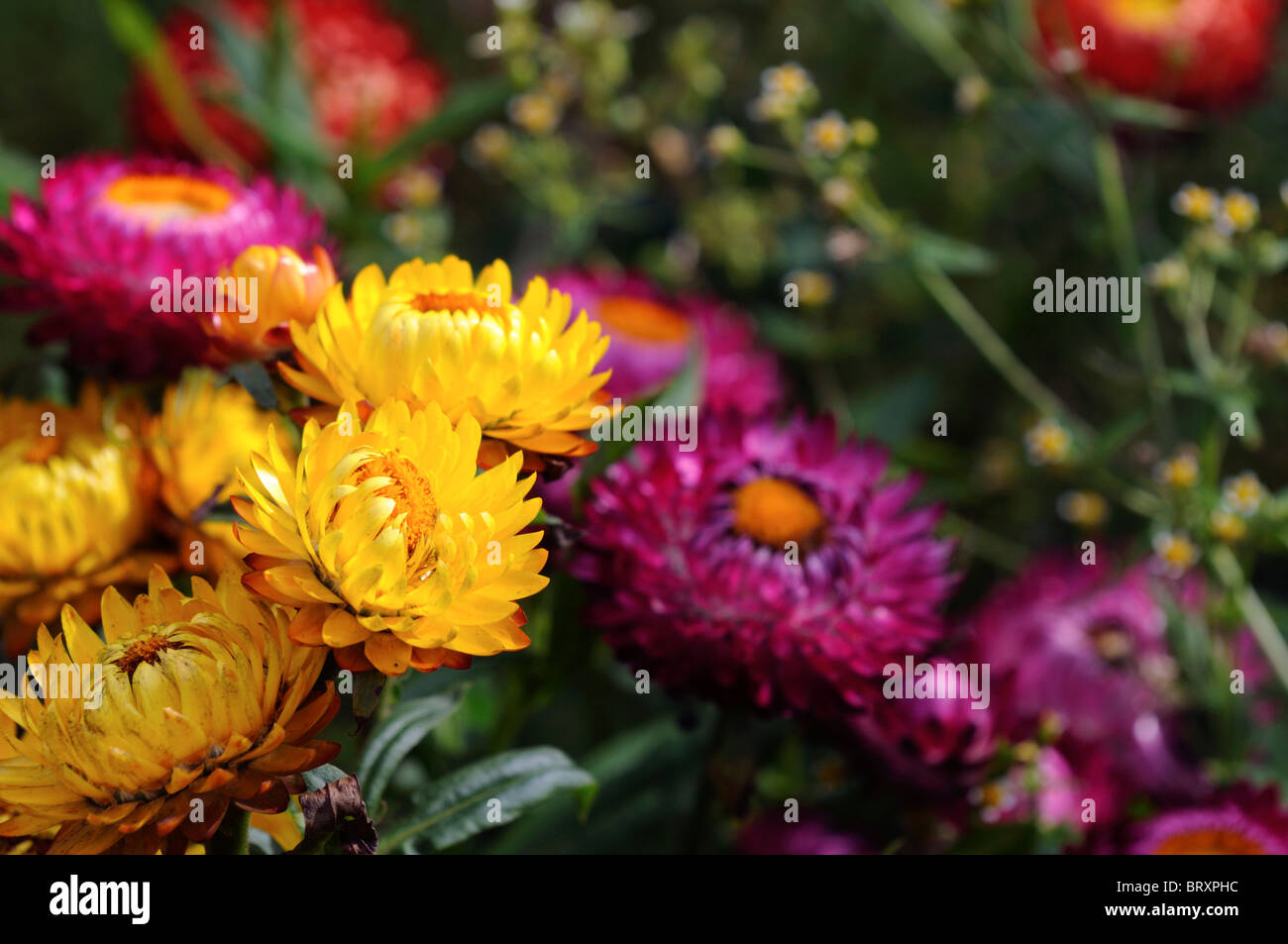 Helichrysum Bracteatum 'Bright Bikini Mix' Strohblumen Zwerg halbe