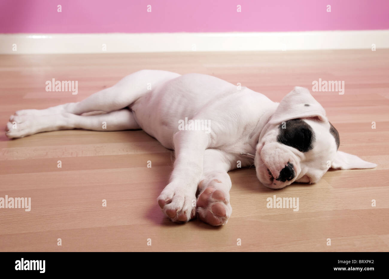 Dog Boxer White Stockfotos und -bilder Kaufen - Seite 2 - Alamy