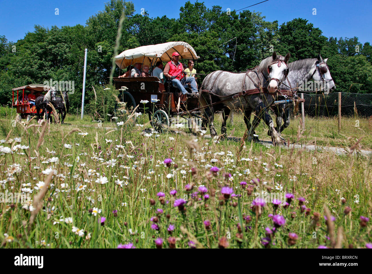 PERCHERON PFERDE, PERCHE, FRANKREICH Stockfoto