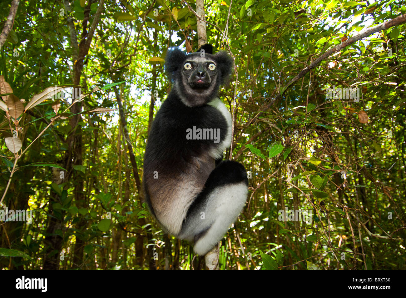 Lemur Tierwelt Diadem Sifaka Propithecus Diadema Edwardsi Madagaskar Madagaskar Lemuren wilden Wald Regenwald Baum Halbaffen Stockfoto