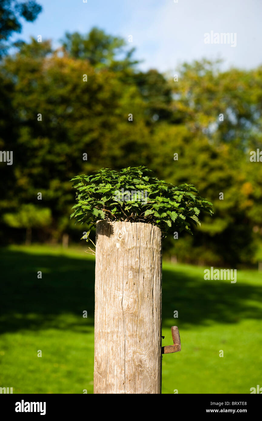 Brennnessel, Urtica Dioica, wächst aus einem Holzzaun-post Stockfoto