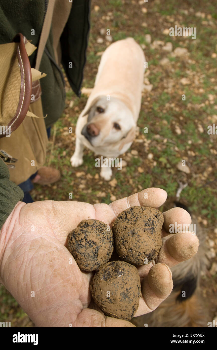 Trüffelsuche in Frankreich. Mann mit Trüffel, die nur in der Nähe von Avignon mit Trüffelhund im Hintergrund gefunden wurden. Stockfoto