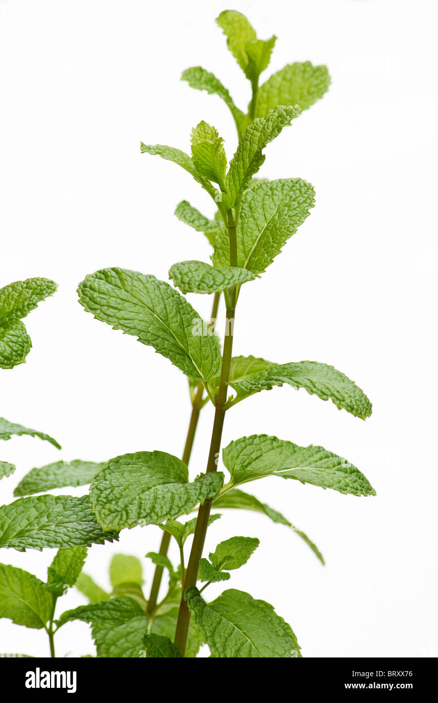 Minze Pflanzen und Blätter auf weißem Hintergrund Stockfoto