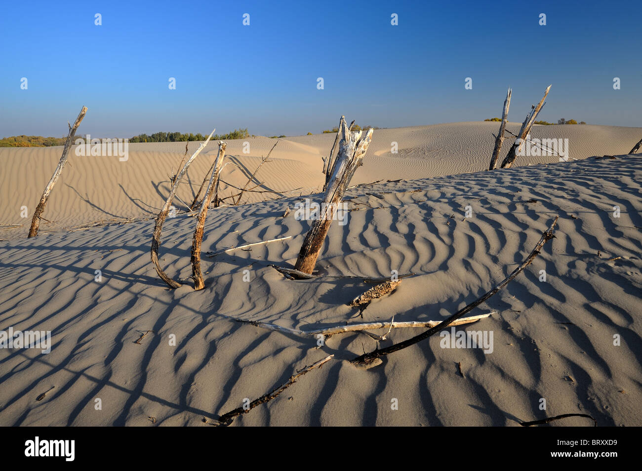 Sanddünen und tote Bäume im Süden Kasachstans Stockfoto