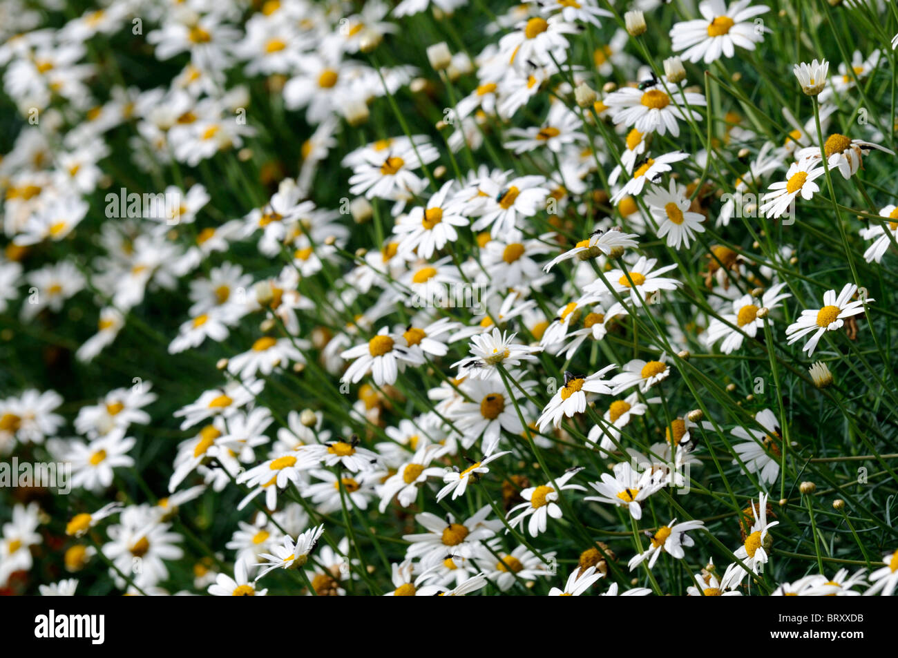 Argyranthemum Frutescens weiße Margerite Daisy zarte Staude Stockfoto