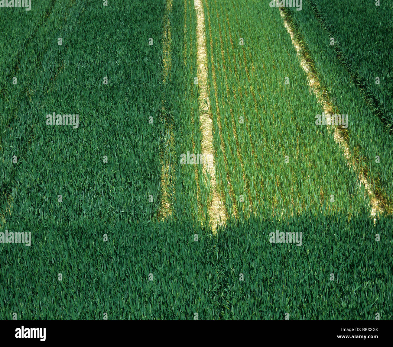 Stickstoff-Dünger geben Sie Versuch, Weizen-Plot-experiment Stockfoto