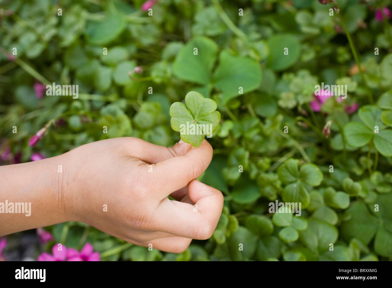 Kind Holding vierblättrigen Klee Stockfoto