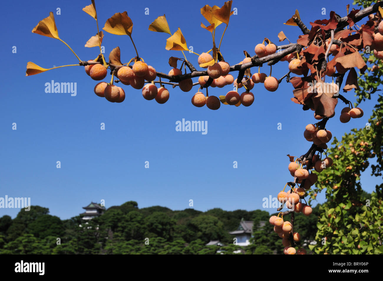 Ginkgo Muttern auf Zweig Stockfoto