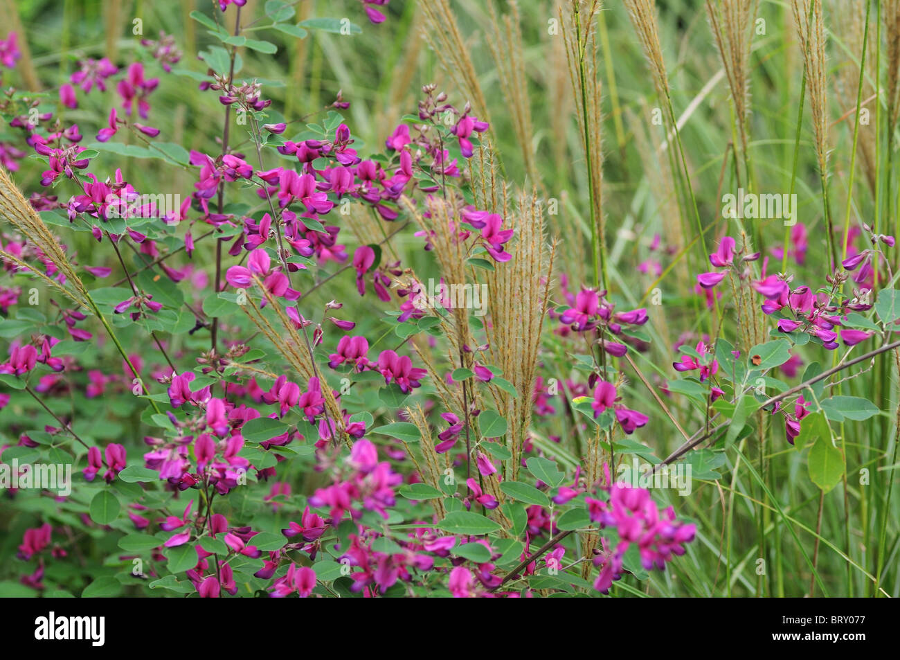 Bush Klee und Japanische Silber Gras in das Feld Stockfoto