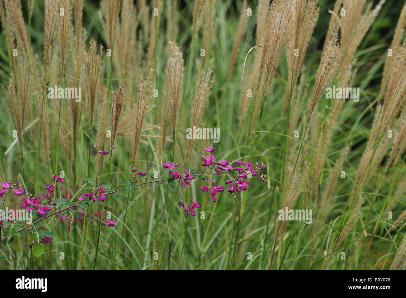 Japanischer Klee Stockfotos Und Bilder Kaufen Alamy