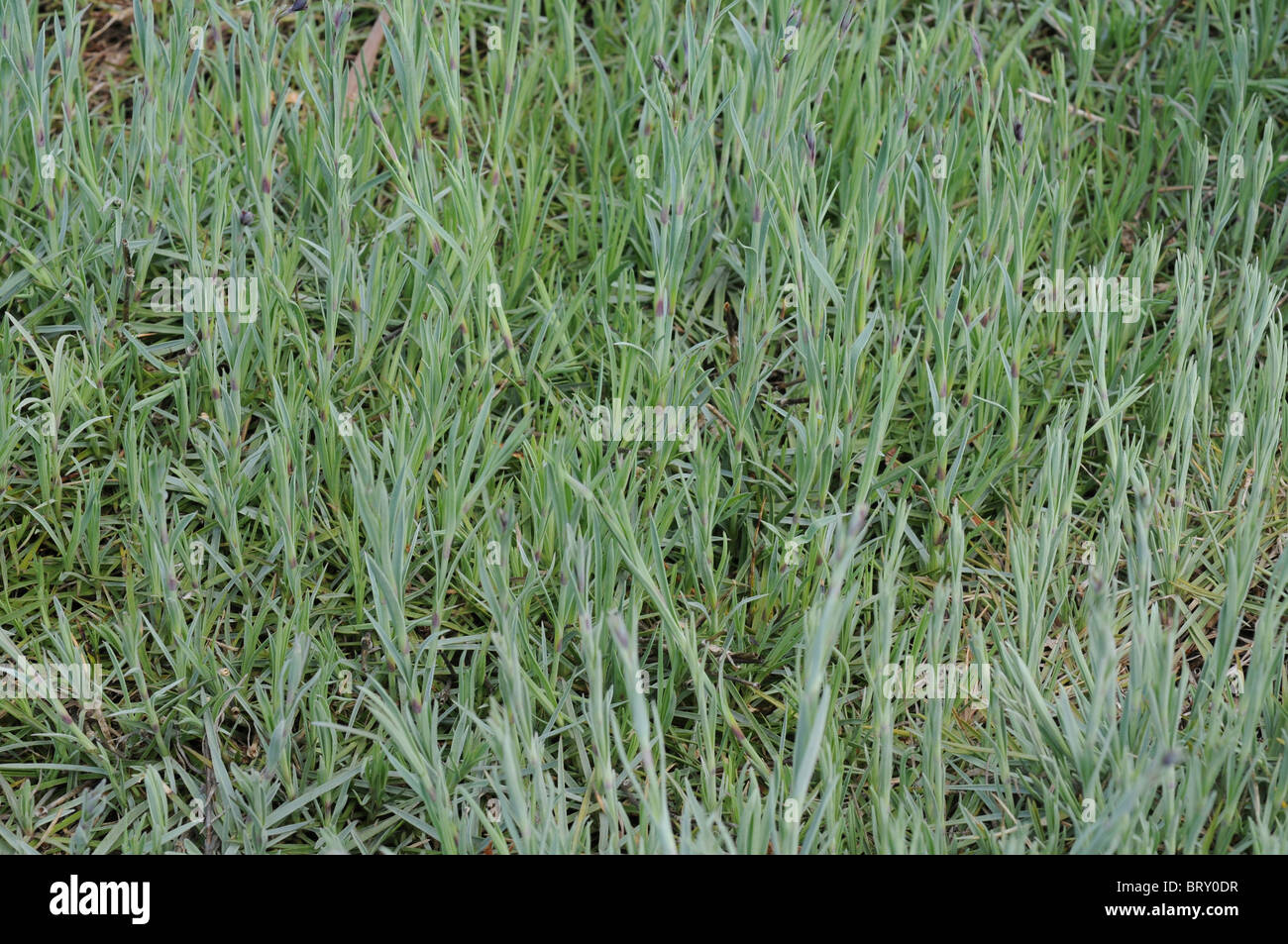 Nelke Rosa, Okayama Präfektur, Honshu, Japan Stockfoto