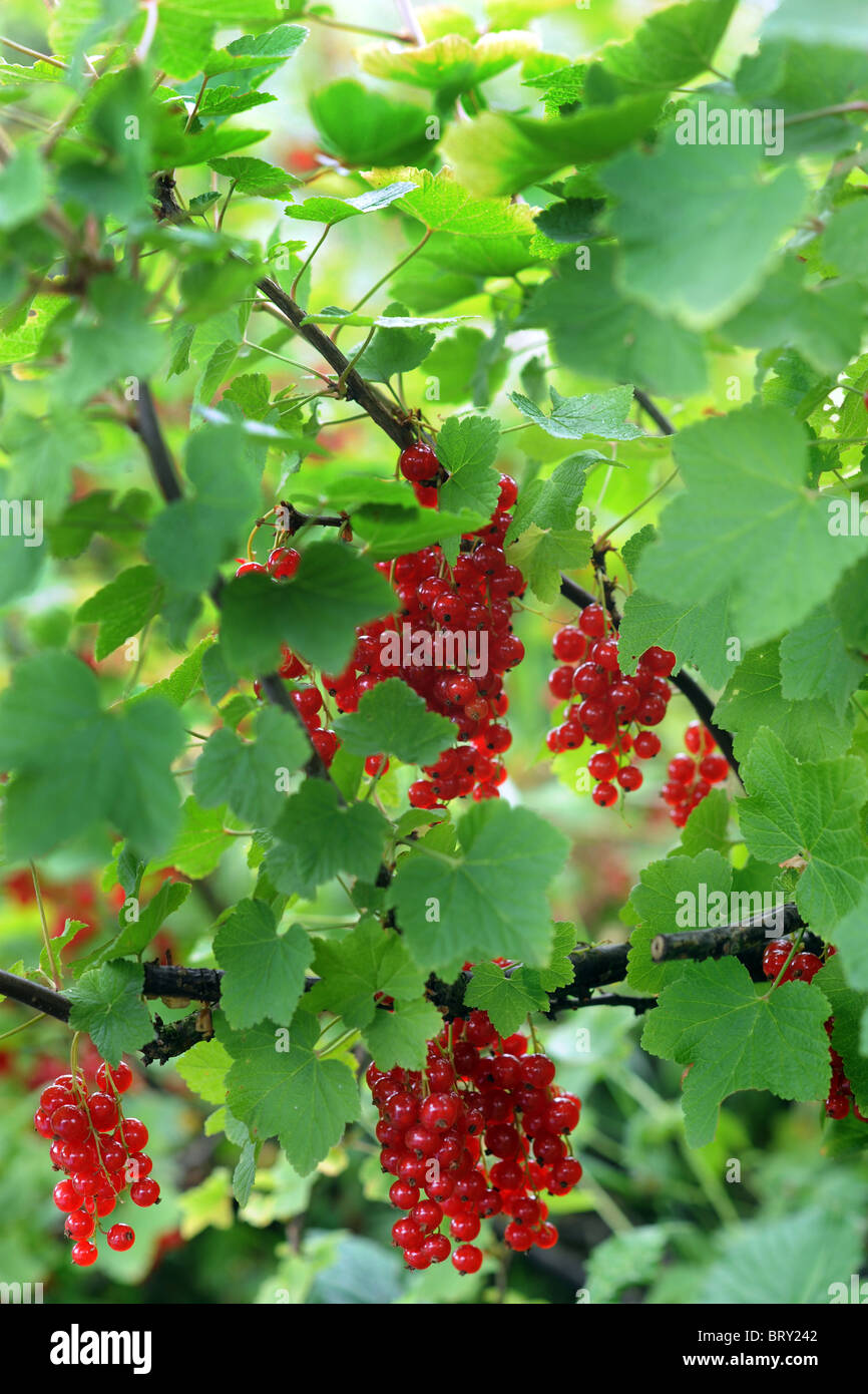 Rote Johannisbeeren wachsen auf einer Zuteilung Stockfoto