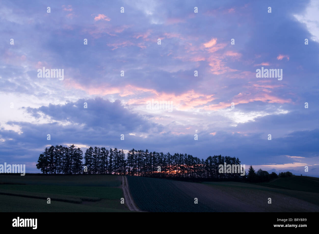 Fußweg zu Bäume in einer Reihe an der Dämmerung der Präfektur Hokkaido, Japan Stockfoto