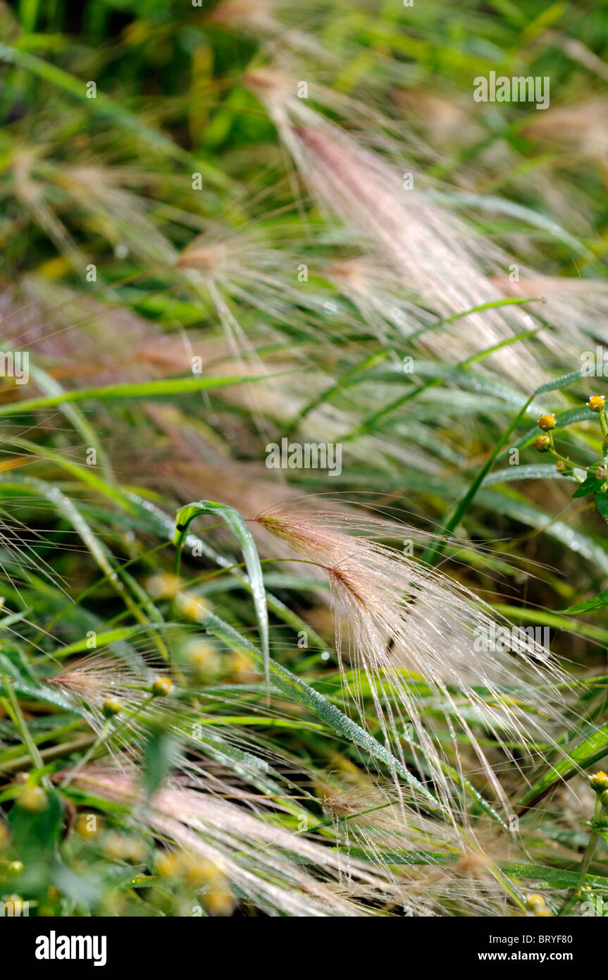 Hordeum Jubatum Foxtail Gerste Squirrel Tail mehrjährige Rasen Samen