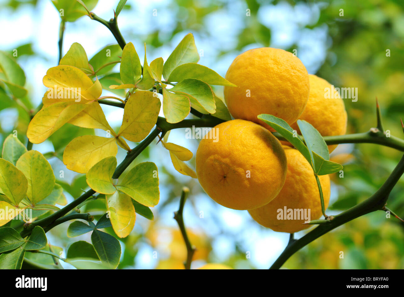 Zählig orange Bitter Orange hardy orange Früchte Poncirus trifoliata Stockfoto