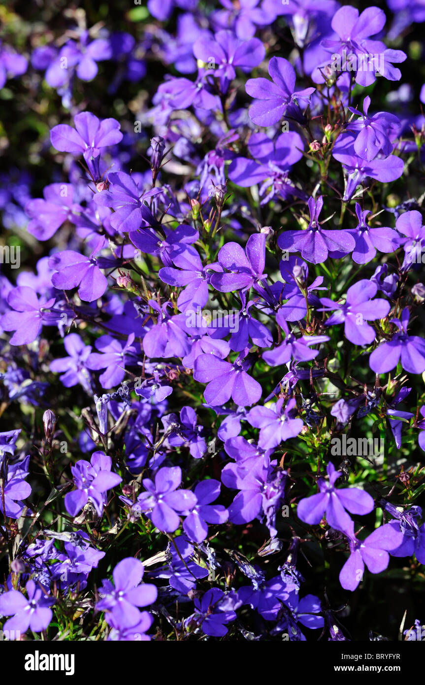 Lobelia Erinus Compacta Crystal Palace Einfassung Lobelia dunkele blaue