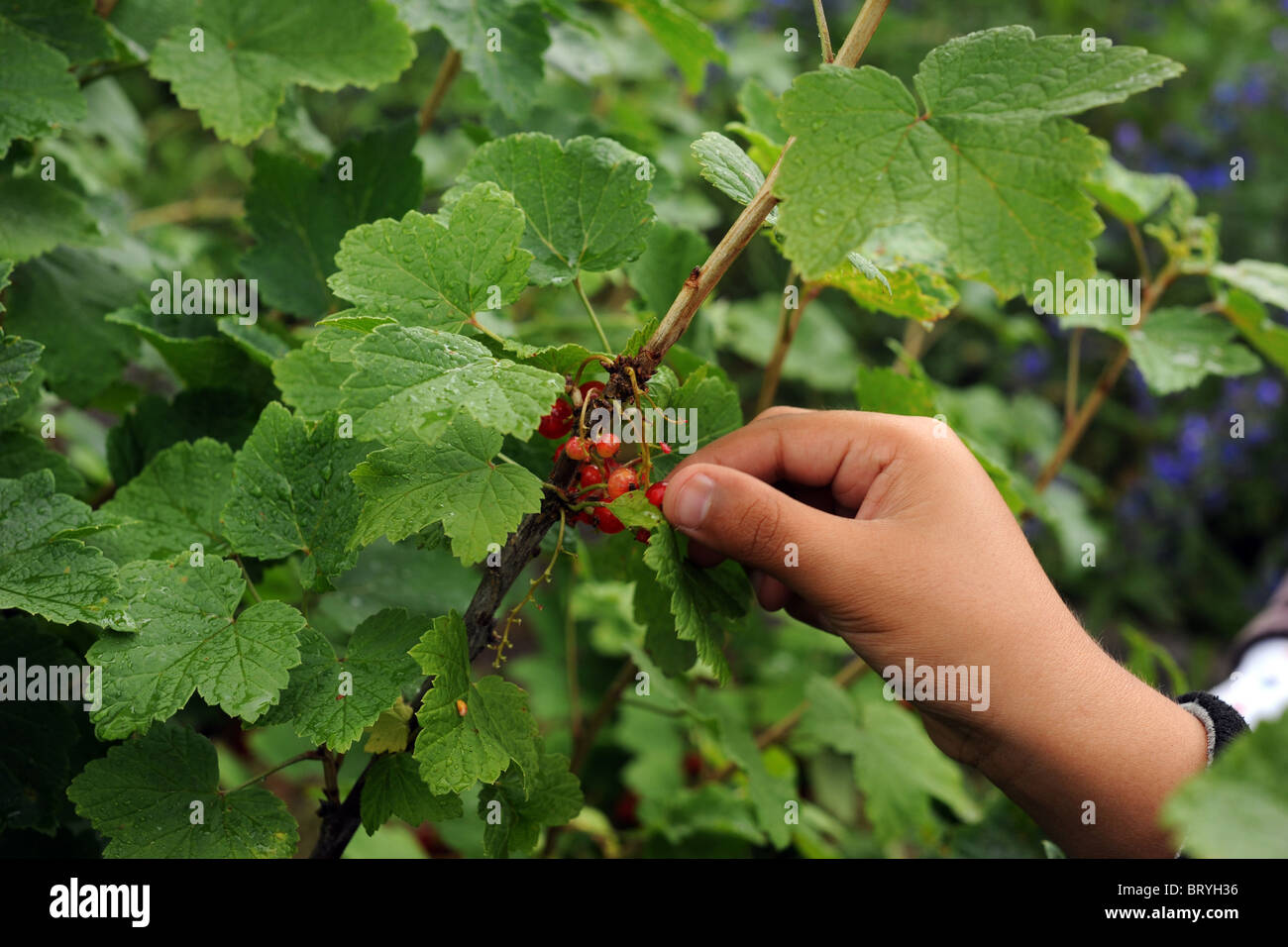 Rote Johannisbeeren gepflückt hautnah an den Bradford Community Umwelt Projekt Kleingärten Stockfoto