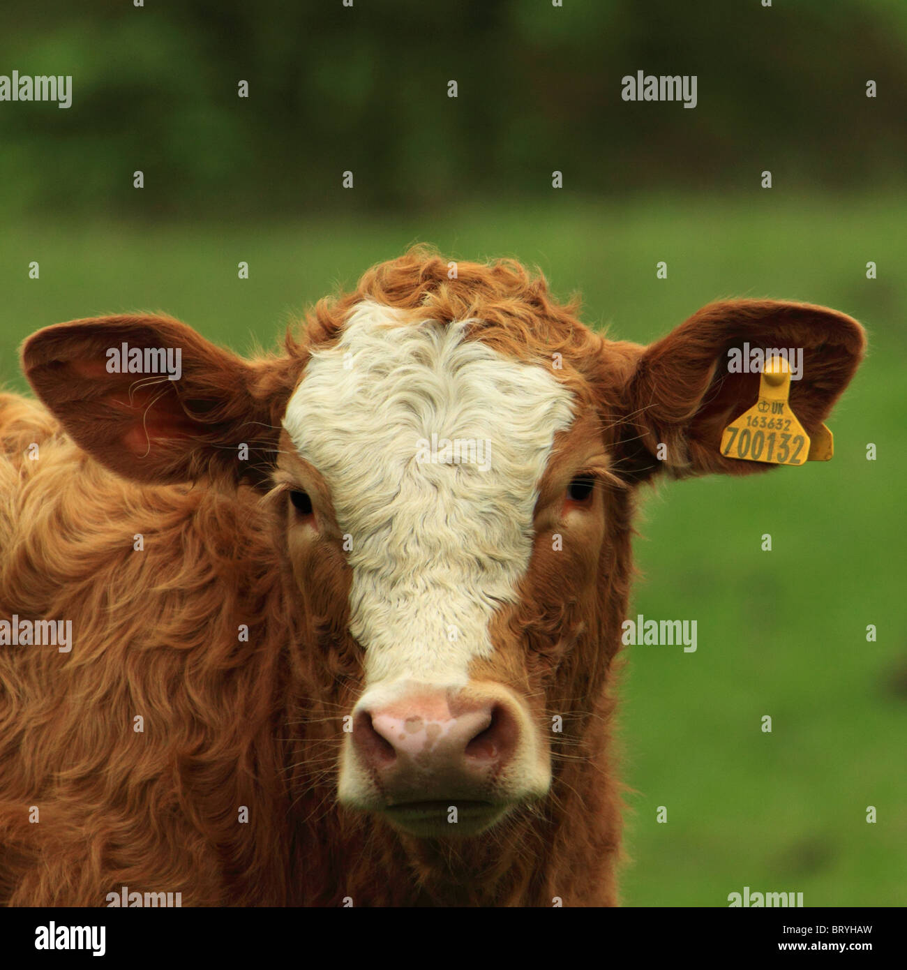 Kuh-Gesicht Stockfoto