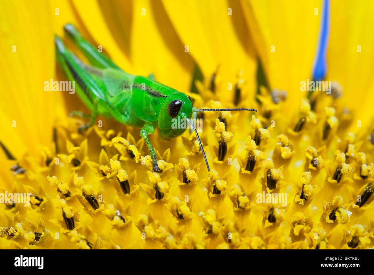 Nahaufnahme einer Heuschrecke auf eine gelbe Sonnenblume.  Winnipeg, Manitoba, Kanada. Stockfoto