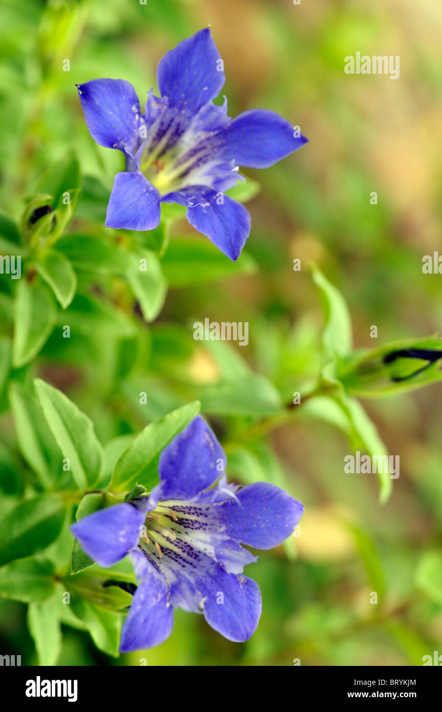 Alpine gentian Fotos und Bildmaterial in hoher Auflösung Alamy