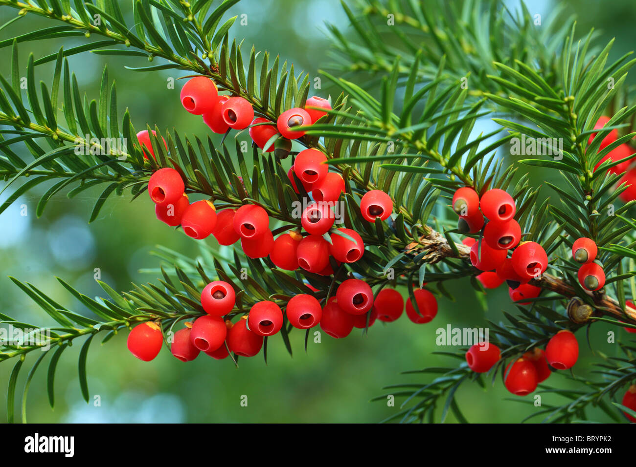 Eibe Baum rote Beeren auf einem Zweig Taxus baccata Stockfoto