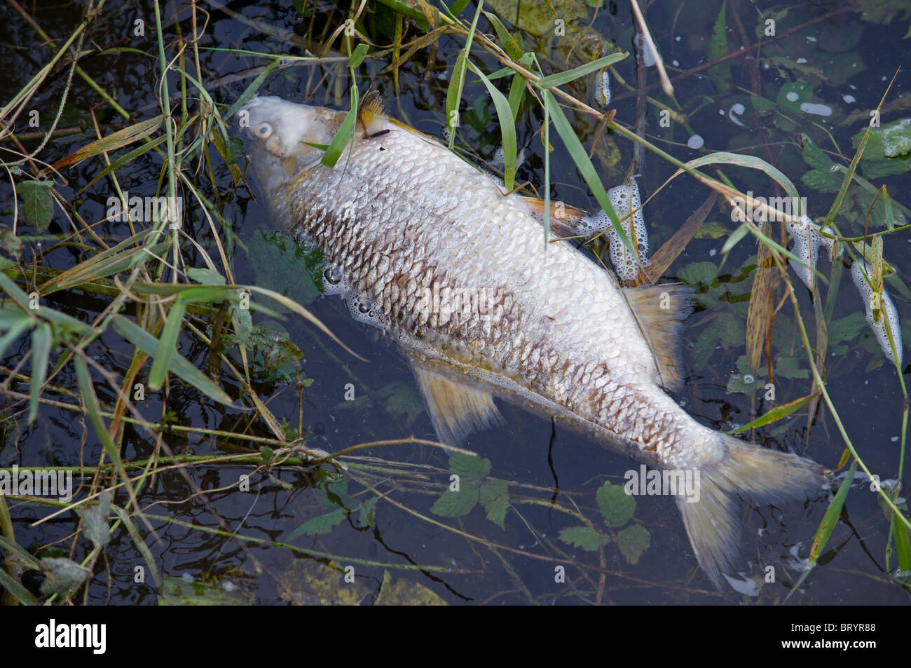 Tote Fische, Fluss Ruhr, Duisburg, Deutschland. Stockfoto