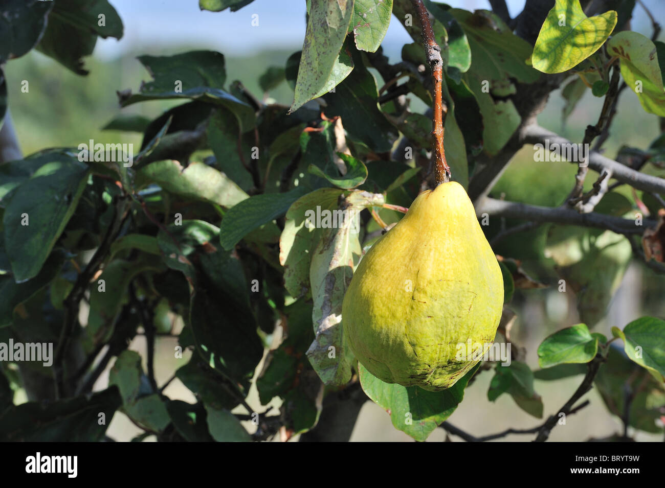 Quitte Baum - Quitte (Cydonia Oblonga Piriformis - Cydonia Vulgaris) Reife Frucht in der Baum - verwendet, um Konfitüre und Gelee Stockfoto