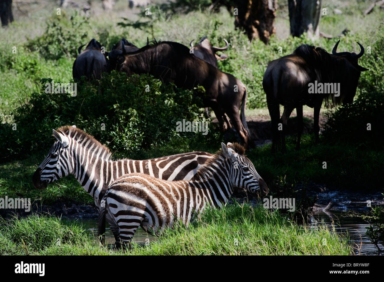 Zwei Zebras sind an einer Wasserstelle auf einem dunkelgrünen Hintergrund weideten. Stockfoto