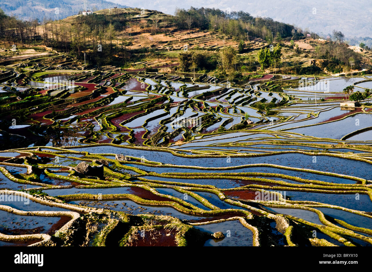 Dramatische Reis Terrassenlandschaft in der Region von YuanYang, Yunnan. Stockfoto