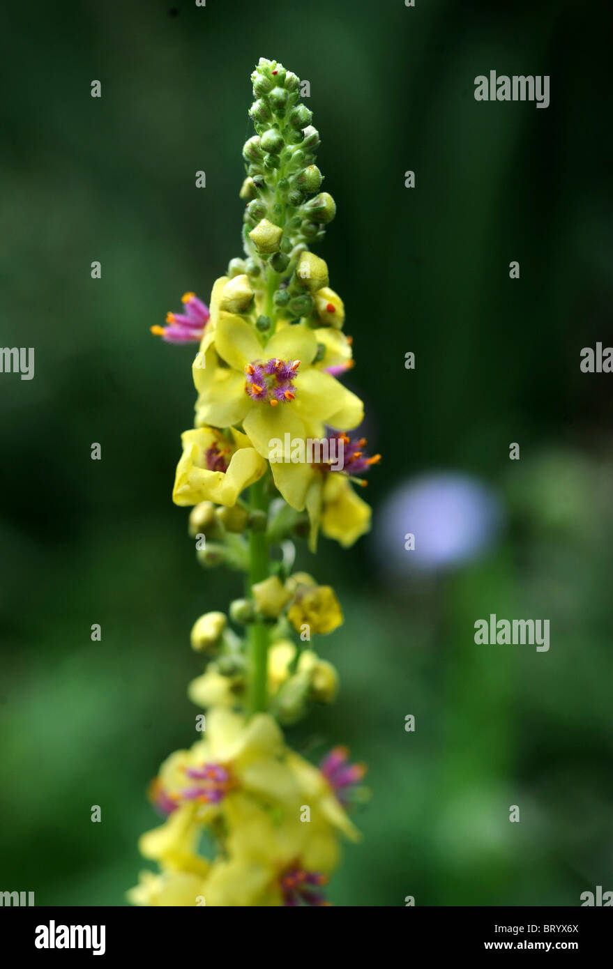 Eine gelbe Spitze von Verbascum Oxfordshire UK Stockfoto