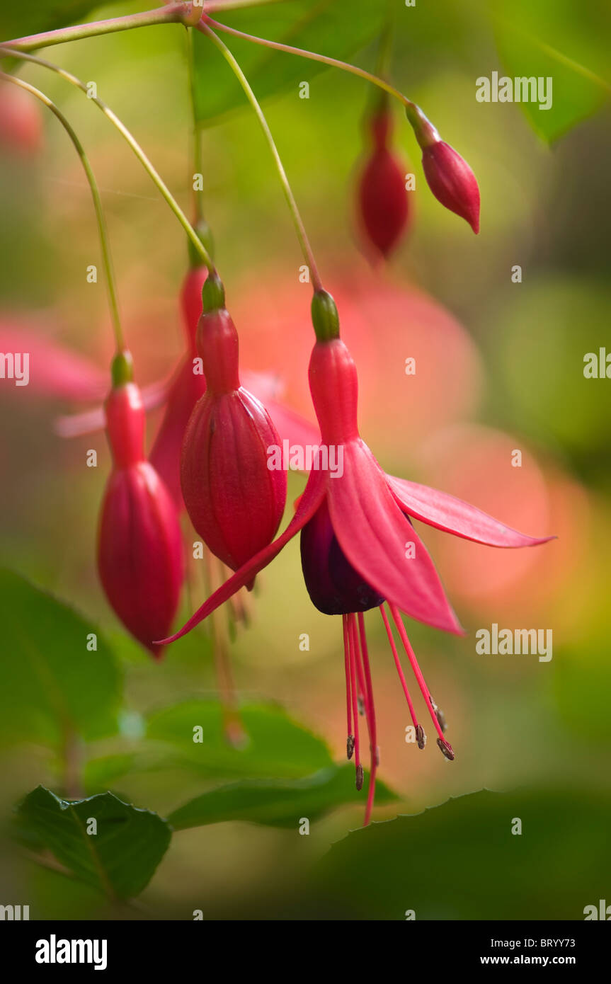Anhänger Blumen Fuchsia. fehlt 'Riccartonii' mit weichen Bokeh Hintergrund Stockfoto