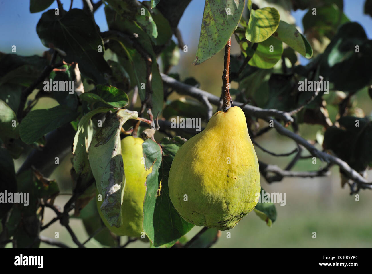 Quitte Baum - Quitte (Cydonia Oblonga Piriformis - Cydonia Vulgaris) Reife Frucht in der Baum - verwendet, um Konfitüre und Gelee Stockfoto