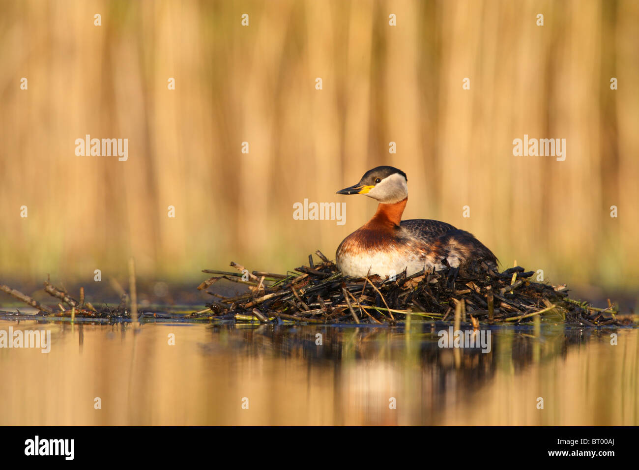 Red-necked Grebe (Podiceps Grisegena) in der Zucht Gefieder auf schwimmenden Nest. Frühling, Europa Stockfoto