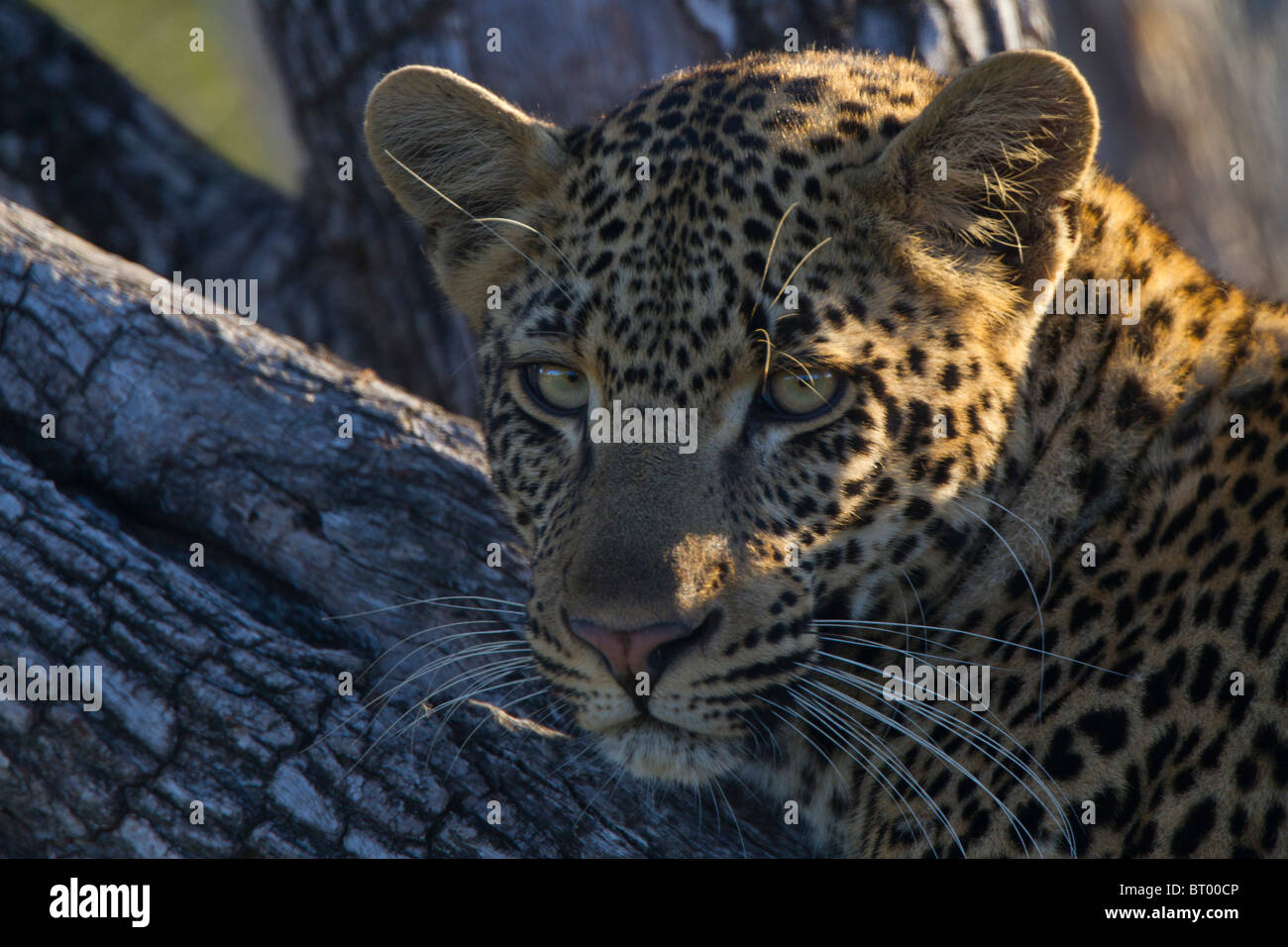 Leopard ruht Closeup Stockfoto