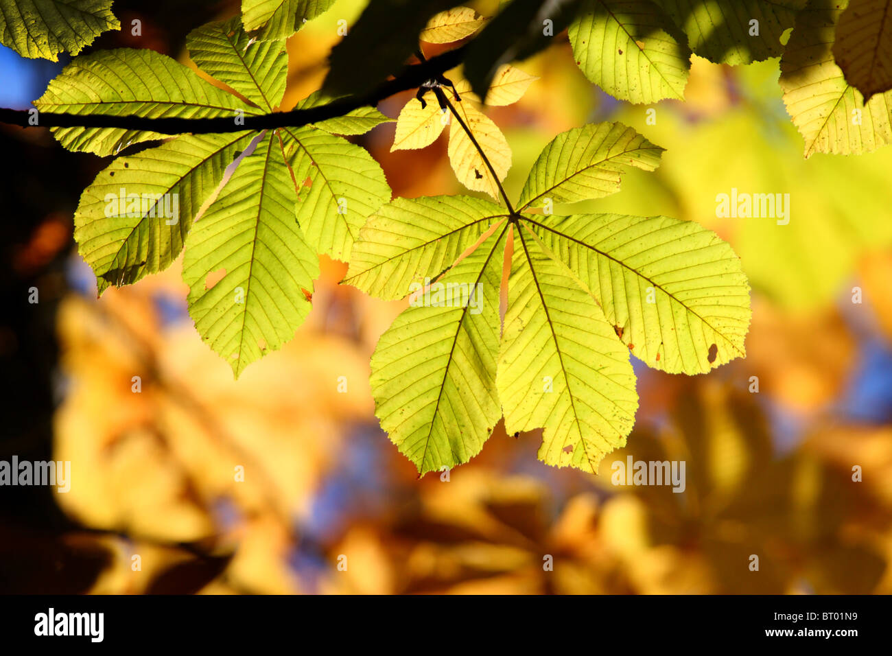 Rosskastanie (Aesculus Hippocastanum) Blätter im Herbst. Stockfoto