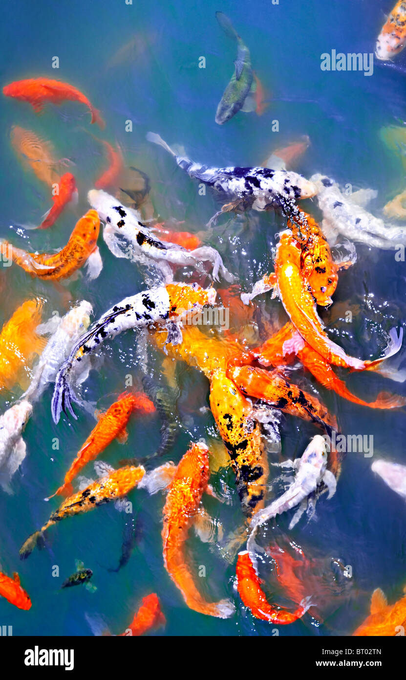 Colourful koi Fotos und Bildmaterial in hoher Auflösung Alamy