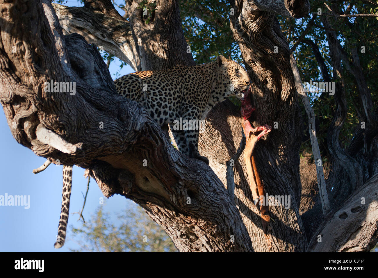 Leopard mit Antelope Speichelfluss zu töten Stockfoto