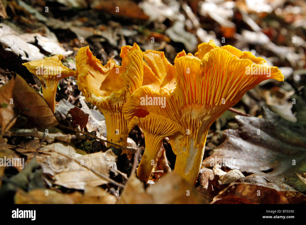 SAMMELN VON ESSBAREN PILZE (PFIFFERLINGE), WALD VON CONCHES (27), NORMANDIE, FRANKREICH Stockfoto