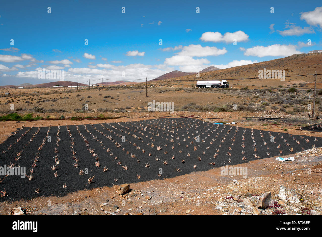 Aloe-Vera-Pflanzen Landwirtschaft Fuerteventura Kanarische Spanien  medizinische Heilung Plantage Bauernhof Fabrik Stockfotografie - Alamy