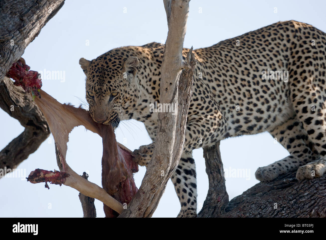 Leopard Essen Impala Closeup Stockfoto