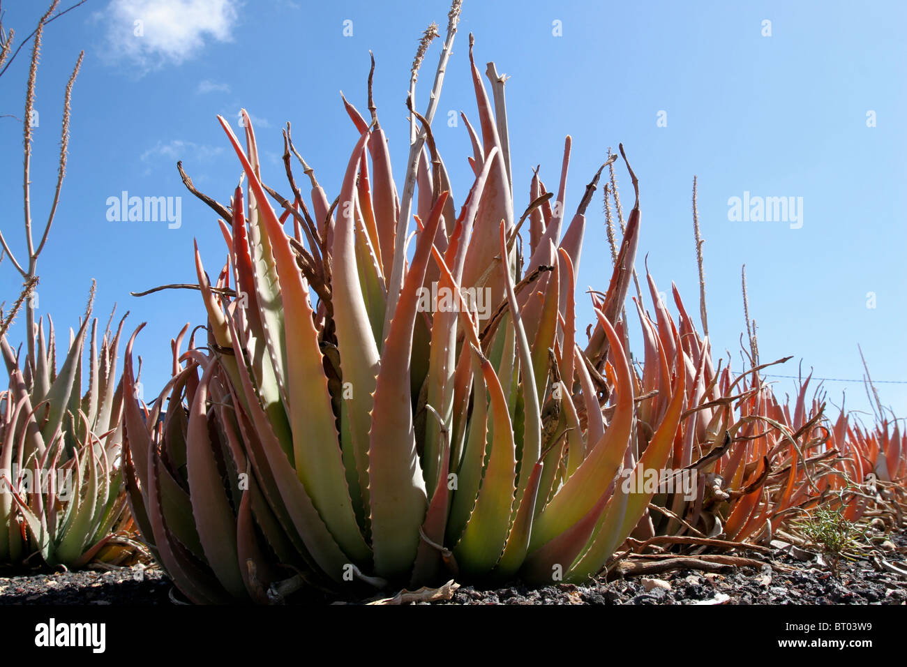 Aloe vera bauernhof Stockfotos und bilder Kaufen Alamy
