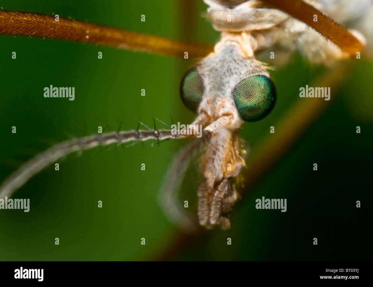 Extreme Nahaufnahme des Gesichts einer Kran-Fliege (Tipula Maxima) Stockfoto