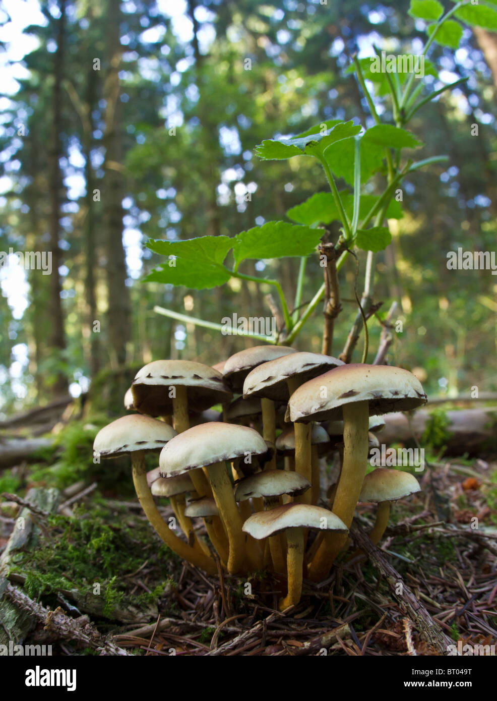 Armillaria Mellea (Hallimasch) Stockfoto