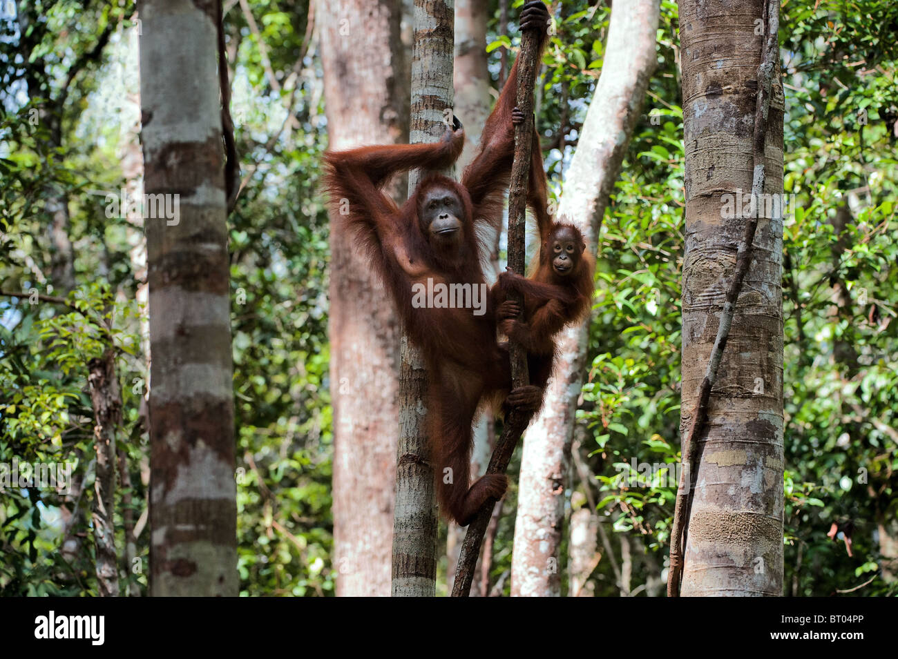 Mutter und Kind Orang-Utans auf einem Baum. Stockfoto